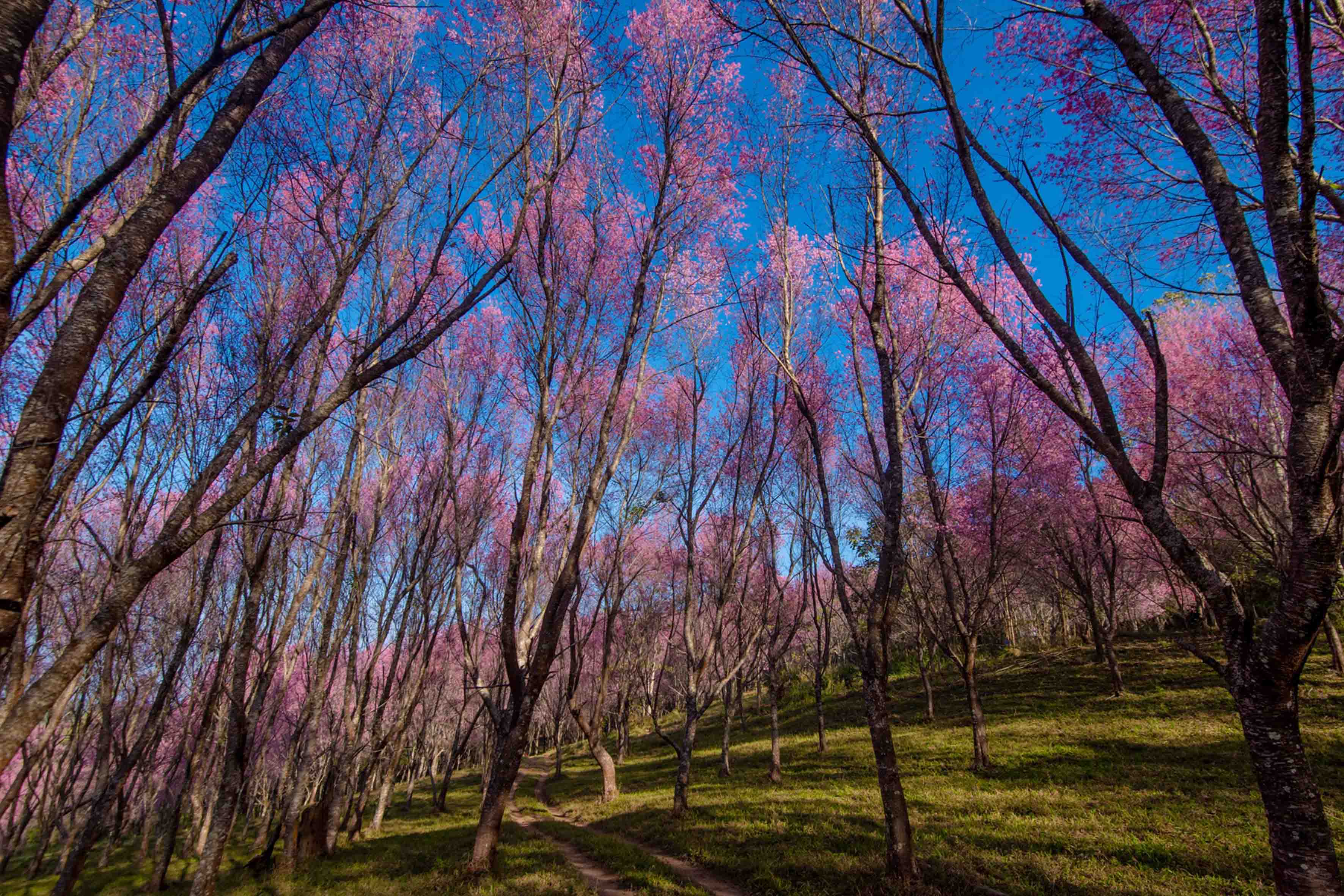 ภูลมโล ทัวร์ทัวร์เชียงคานราคาถูก